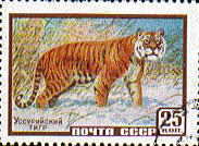 Siberian Tiger